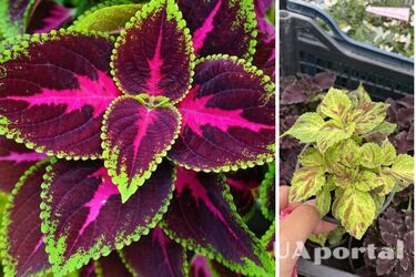 Як посадити і доглядати колеус