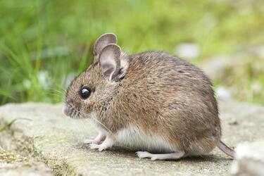 Jak odstraszyć myszy w domu lub na wsi: skuteczny sposób na życie