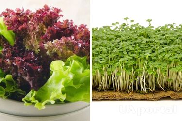 Вкусность на подоконнике: 5 овощей, которые можно выращивать в квартире