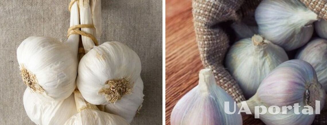 Where to store garlic so that it does not spoil before planting a new one