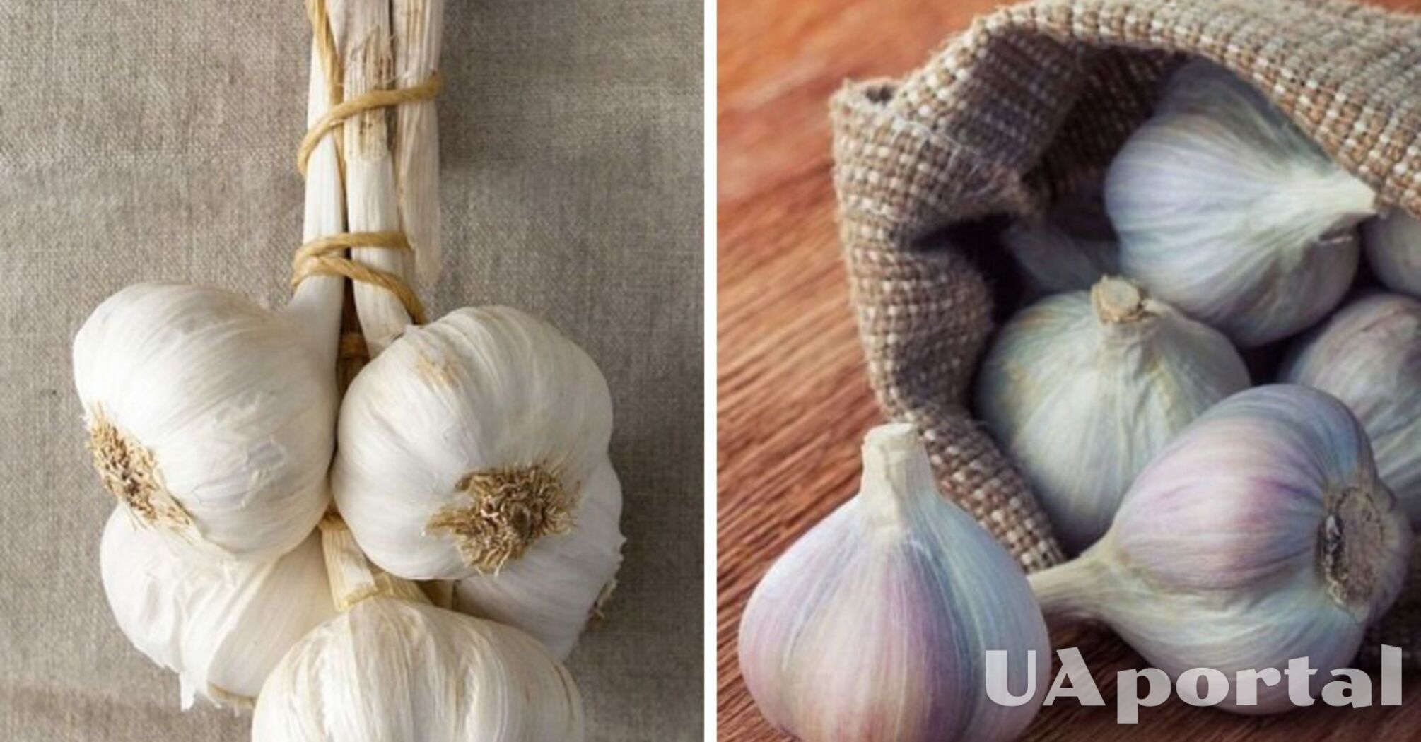 Where to store garlic so that it does not spoil before planting a new one