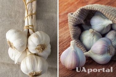 How to store garlic properly so that it does not spoil