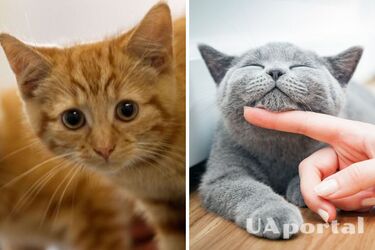 What to do to please a cat