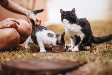 What does cat 'nom nom nom' mean: experts explain the language of animals