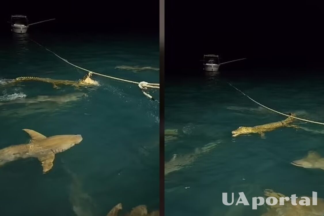 В Австралии драка акул и крокодила попала на видео