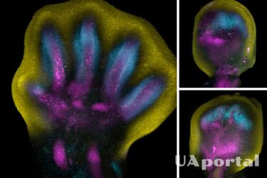 Ученые в деталях показали, как растут пальцы на руках и ногах человека (видео)