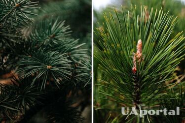 Що робити, щоб ялинка не втрачала голки