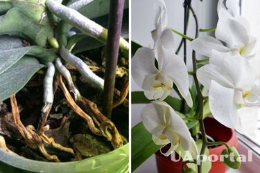 Как ухаживать за орхидеей, чтобы она пускала новые стрелки