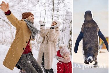 'Penguin' tactics will help: how to walk on slippery ground and not fall