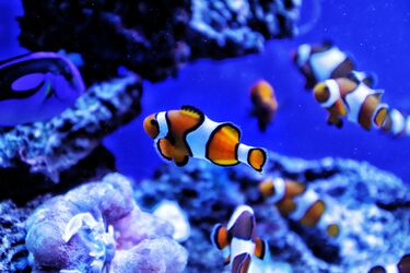 5 fascinating facts about fish that will change the way you look at aquatic inhabitants