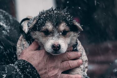 Уход за собаками зимой