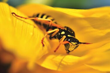 Natural repellents, wasp traps and preventing wasp nesting