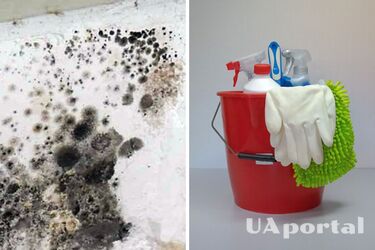 Experts have named an effective tool for fighting mold in an apartment