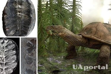 Рослини віком 120 мільйонів років виявилися рідкісними дитинчатами черепах (фото)