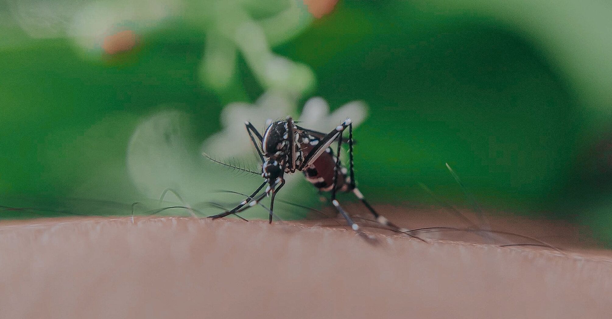 Натуральные средства от зуда при укусах комаров