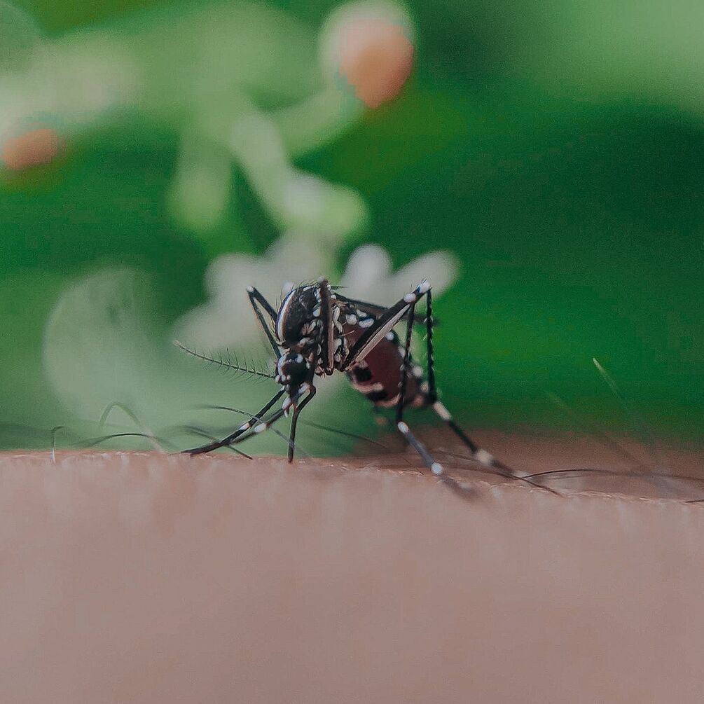 Jak zmniejszyć swędzenie po ukąszeniu komara: skuteczne wskazówki