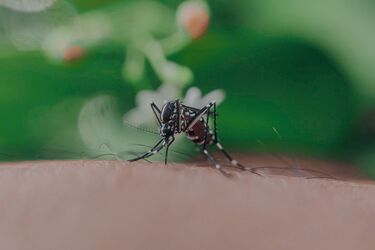 Naturalne środki na swędzenie po ukąszeniach komarów