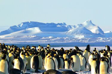 Antarctica