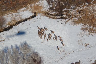 Такое одно на сто тысяч: редкостное существо заметили в горах Колорадо (фото)