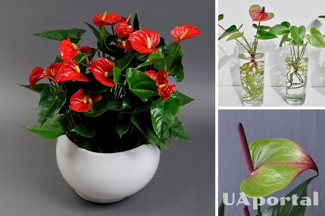 Як пересадити чоловіче щастя