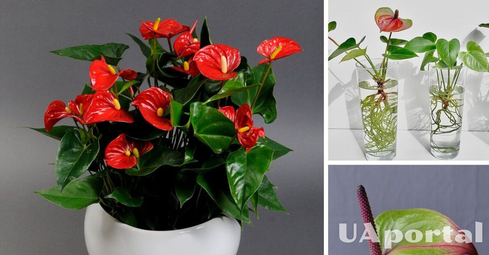 Как правильно ухаживать за цветком антуриум