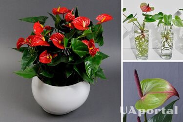 Антуріум або 'чоловіче щастя'