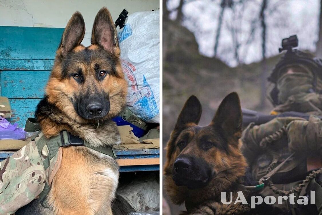 Бійці ЗСУ показали свого бойового пса Рекса, який доставляє десантникам боєприпаси (фото)