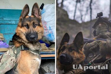Бойцы ВСУ показали своего боевого пса Рекса, доставляющего десантникам боеприпасы (фото)