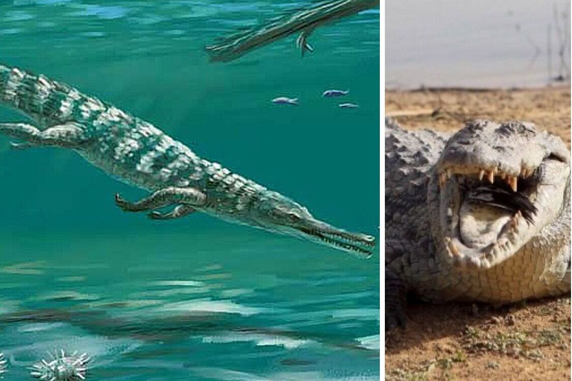 Остатки крокодила, которому может быть 185 миллионов лет, нашли в Великобритании