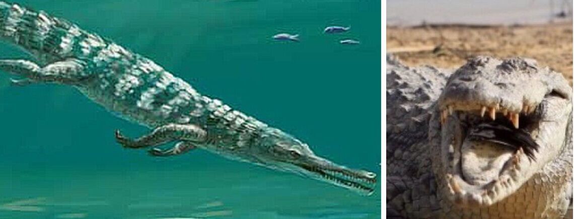 Остатки крокодила, которому может быть 185 миллионов лет, нашли в Великобритании