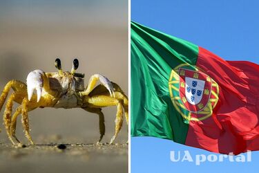 Археологи в Португалии нашли остатки любимого пира неандертальцев (фото)