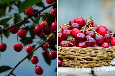 В какое время сажать вишню, чтобы получить богатый урожай