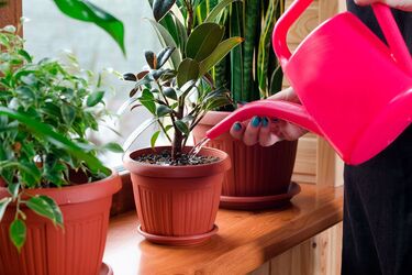 Яку воду обрати для поливу