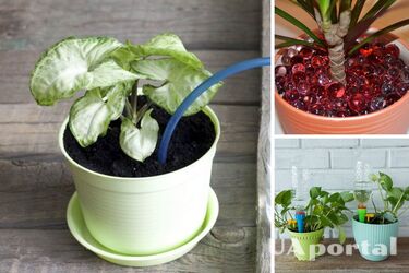 5 способов полива комнатных растений
