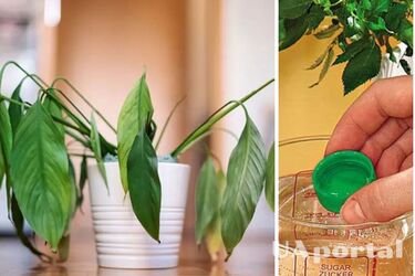 Как оживить увядшие комнатные растения