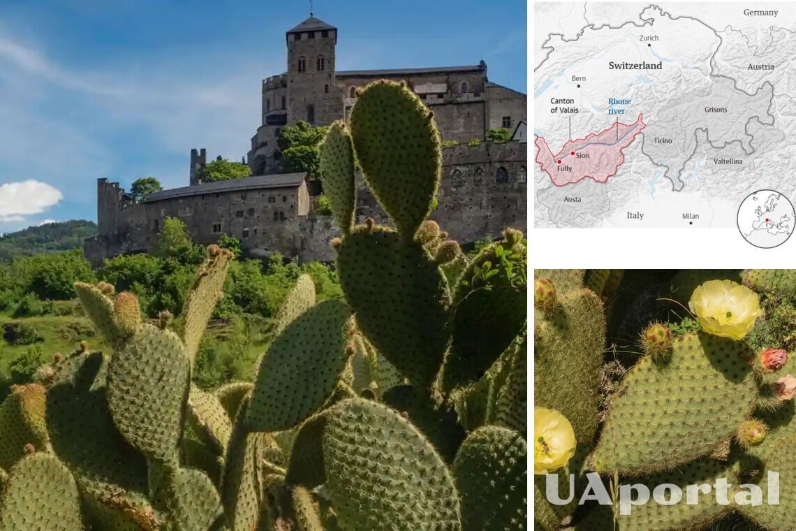 У швейцарських Альпах кактуси опунції з Північної Америки витісняють місцеві види рослин