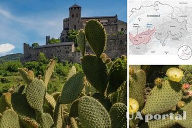 В швейцарских Альпах кактусы опунции из Северной Америки вытесняют местные виды растений