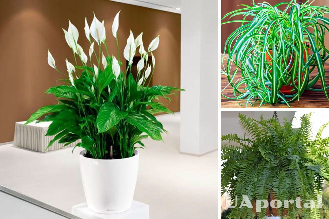 Які кімнатні рослини поставити вдома, щоб зменшити вологість та захистити будинок від плісняви