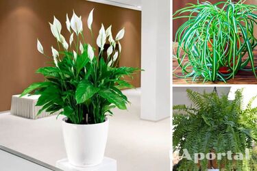 Какие комнатные растения поставить дома, чтобы уменьшить влажность и защитить дом от плесени?