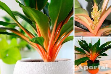 Хлорофітум помаранчевий