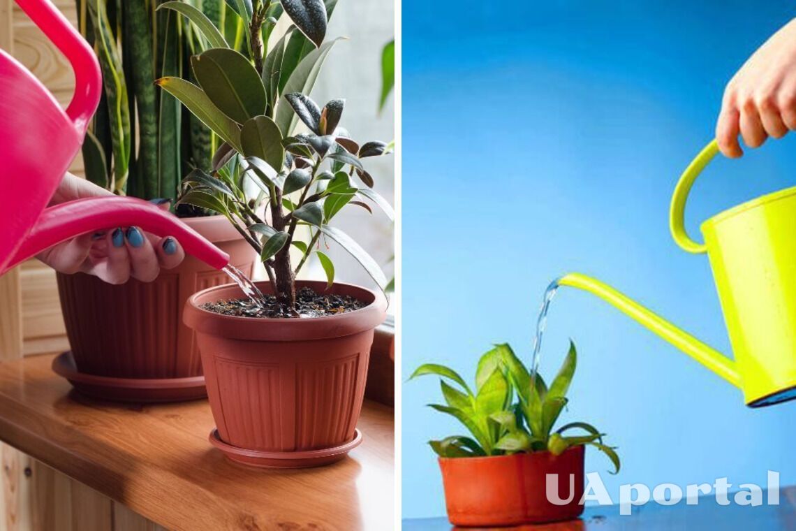 Как поливать комнатные растения теплой водой