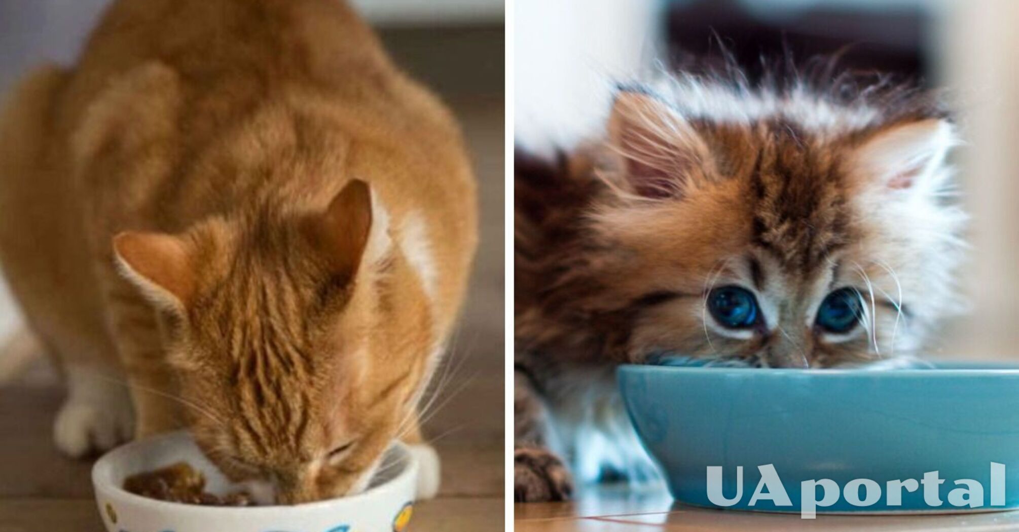 Якими продуктами не можна годувати котів