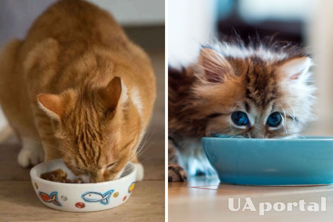 Якими продуктами не можна годувати котів