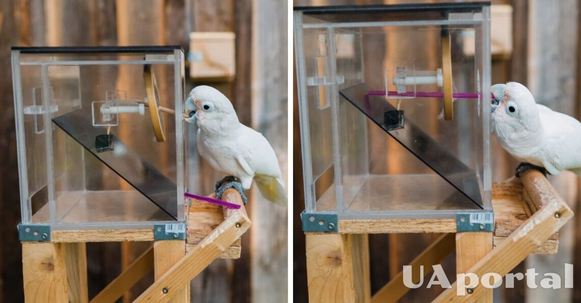 Какаду решил логическую задачу с выбором инструментов