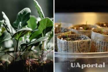 Как сделать горшки для растений и рассады