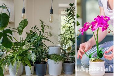 Как правильно ухаживать за комнатными растениями