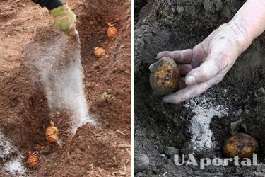 Чем удобрить картофель перед посадкой