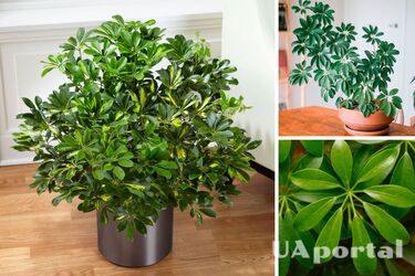 Уход за шеффлерой в домашних условиях