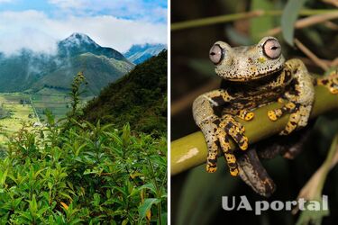 Новый вид древесной лягушки обнаружили в Эквадоре: удивительные цвета (фото)