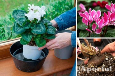Уход за цикламеном